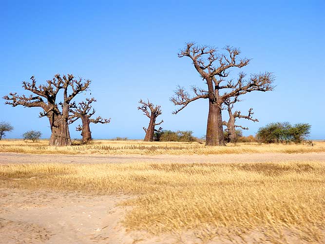 Baobabs near Sangomaar